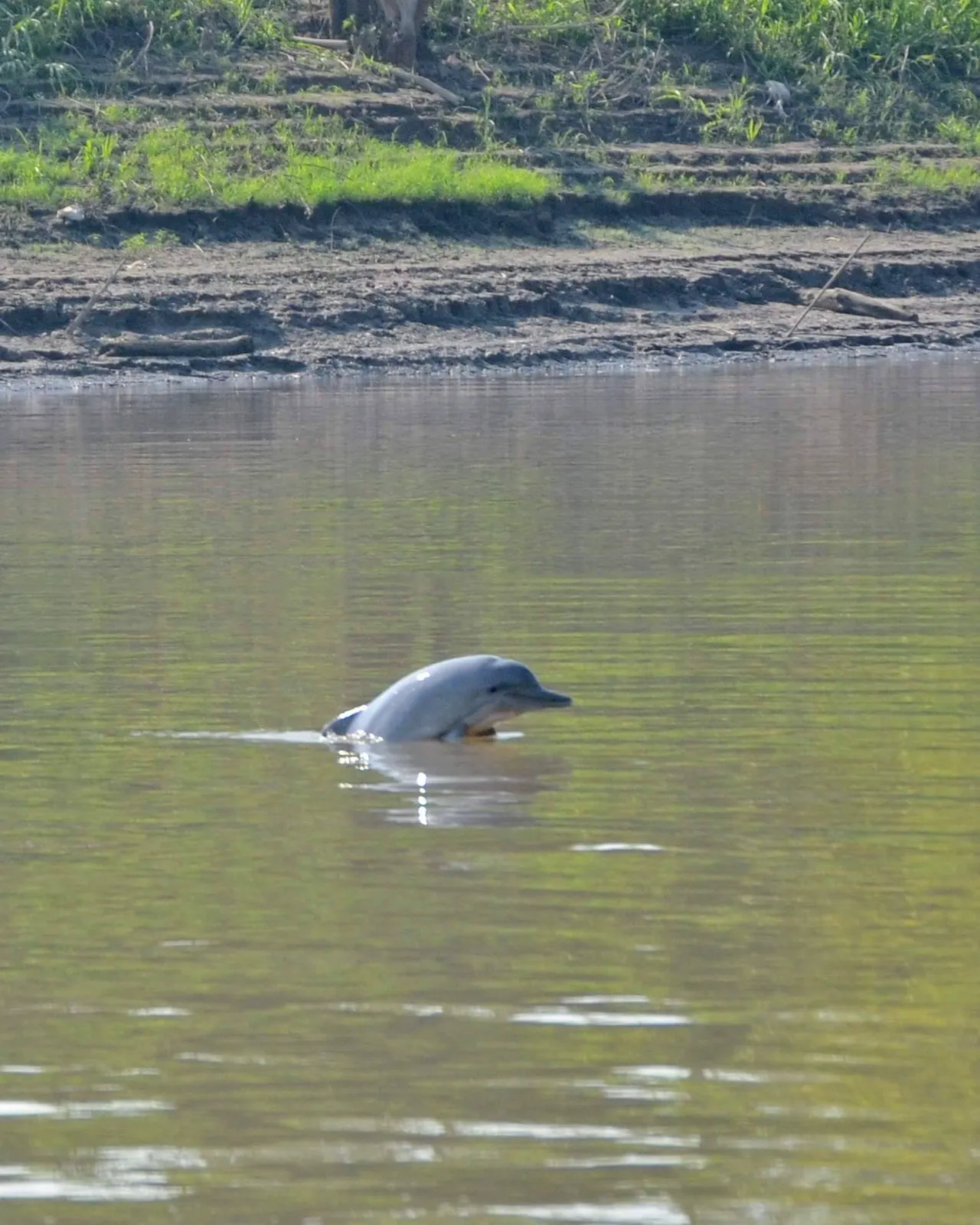 🌿 Amazon Eco-Lodges for Sale – Established Tourism Business Near Leticia