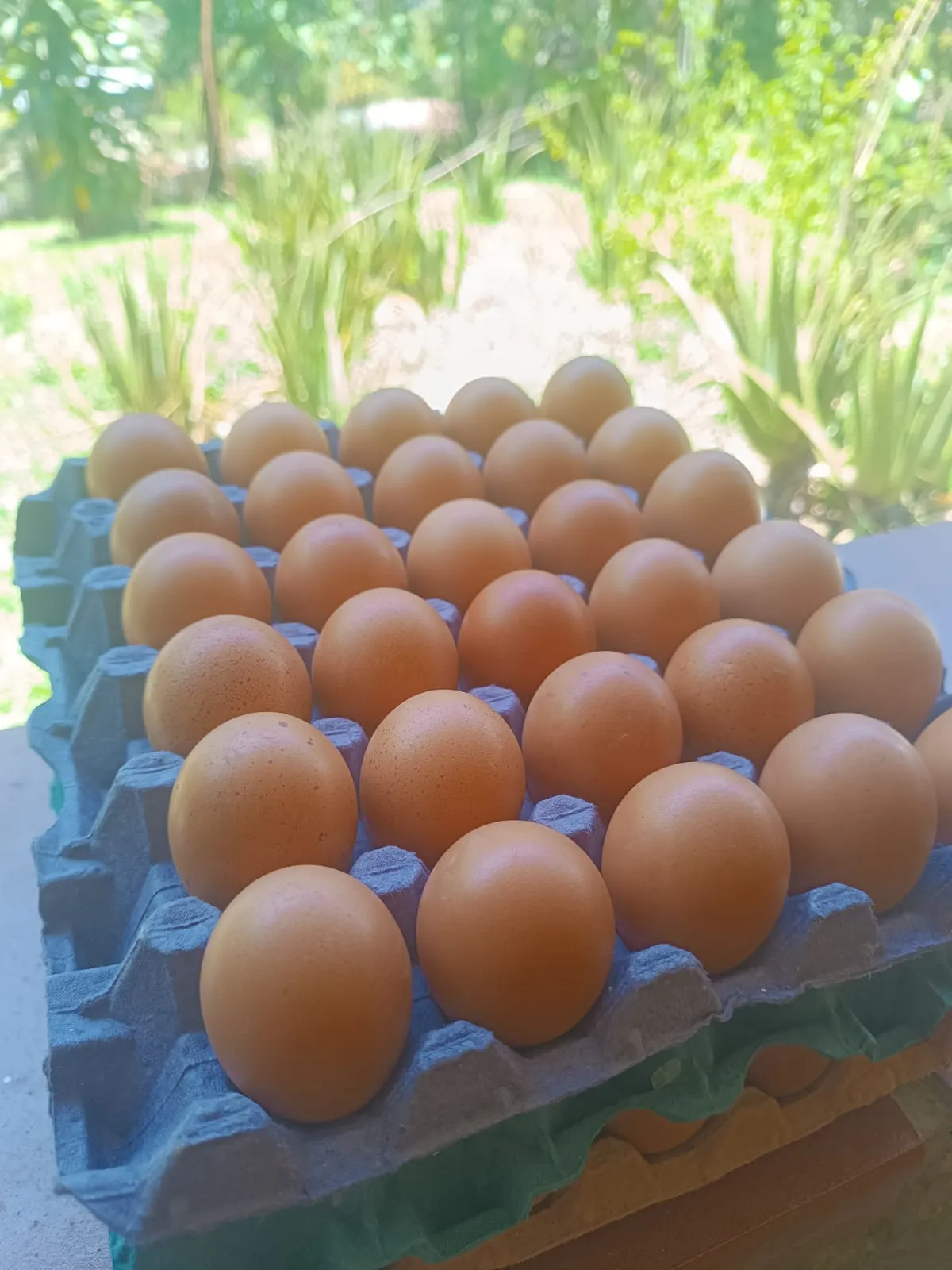 🌱🥩 Organic Farm Delivery Medellín | Meats, Eggs, Superfoods & More 🚚