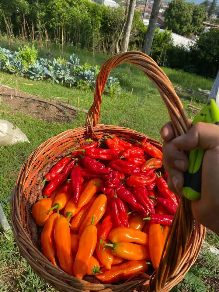 🌱🥩 Organic Farm Delivery Medellín | Meats, Eggs, Superfoods & More 🚚